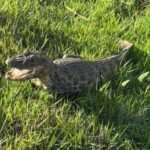 JACARÉ É CAPTURADO PELO CORPO DE BOMBEIROS PASSEANDO EM TERRENO