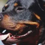 HOMEM INVADE LOTE E MORRE APÓS ATAQUE DE CÃES DA RAÇA ROTTWEILLER