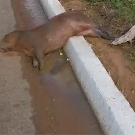 CAPIVARA É ENCONTRADA MORTA ÀS MARGENS DA BR-316