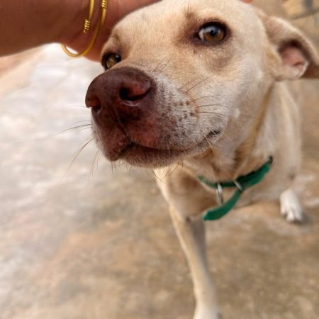 PROGRAMA CASTRAMÓVEL ATINGE MARCA DE 1,7 MIL ANIMAIS CASTRADOS EM DELMIRO GOUVEIA