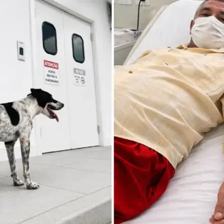 FIDELIDADE SEM LIMITES: CACHORRO “MARLEY” FAZ PLANTÃO NA PORTA DE HOSPITAL À ESPERA DE TUTOR