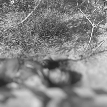 HOMEM É ENCONTRADO MORTO A TIROS E QUEIMADO PRÓXIMO À PLANTAÇÃO