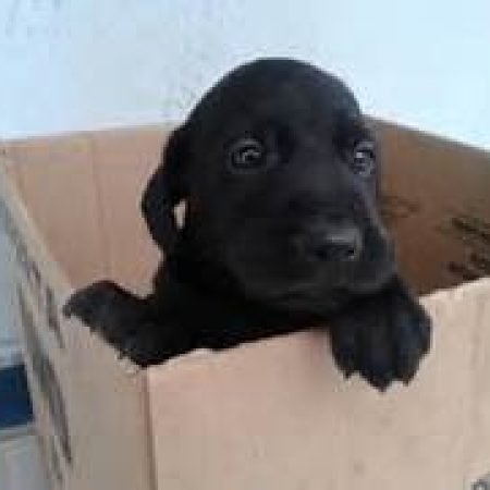 GARIS SALVAM CACHORRO ENCONTRADO DENTRO DE SACO DE LIXO