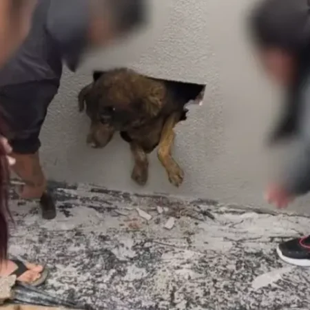 VIZINHOS OUVEM CHORO E ENCONTRAM CADELA DESAPARECIDA DENTRO DE PAREDE CONCRETADA