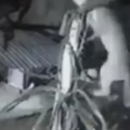 ATAQUES A ANIMAIS EM CRAÍBAS ACENDEM ALERTA E AUTORIDADES ORIENTAM MORADORES