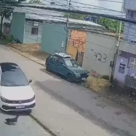 MOTORISTA INVADE CALÇADA PARA ATROPELAR CACHORROS