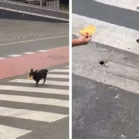 CACHORRINHA VAI A LANCHONETE PARA BUSCAR PASTEL TODOS OS DIAS HÁ 5 ANOS E VIRALIZA