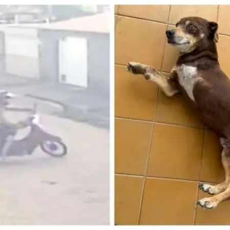CASAL DE MOTO FURTA CACHORRO AMPUTADO PERTO DE BATALHÃO