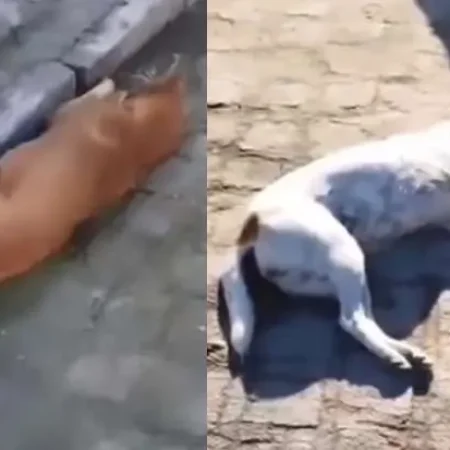 MAIS DE 30 ANIMAIS SÃO MORTOS EM SEQUÊNCIA SUSPEITA DE ENVENENAMENTO; ASSISTA
