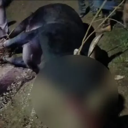 IDOSA É MORTA POR TOURO DE RODEIO; ANIMAL ESCAPOU DURANTE FESTA