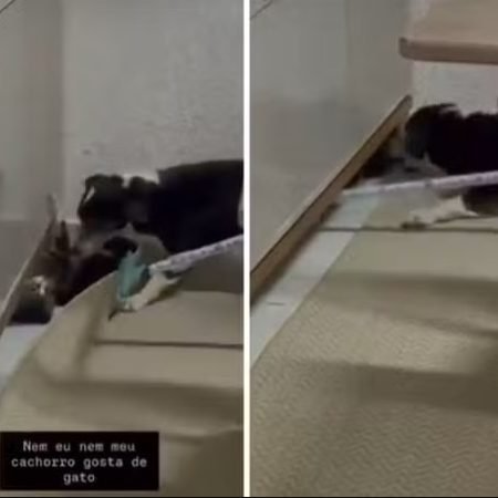 MULHER POSTA VÍDEO DE CACHORRO ATACANDO GATO, GERA REVOLTA DE MORADORES E VIRA ALVO DA POLÍCIA
