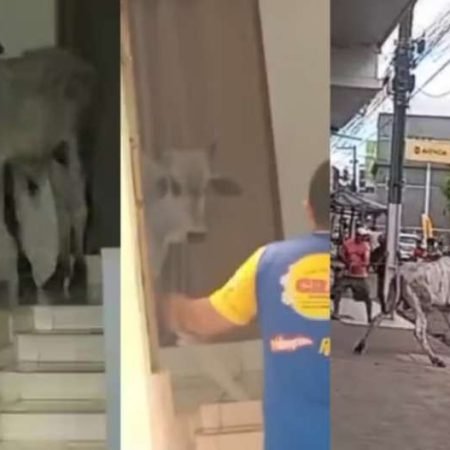 BOI INVADE LOJA DE ROUPAS E VENDEDOR TENTA LAÇAR ANIMAL