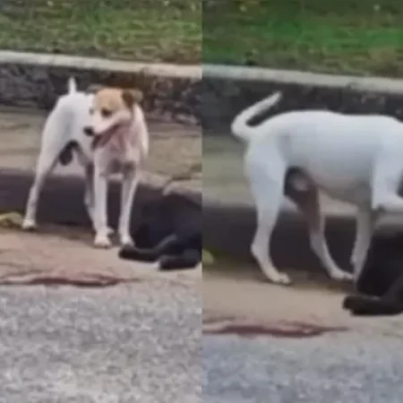 CÃO VIGIA CORPO DE COMPANHEIRO ATROPELADO E EMOCIONA WEB