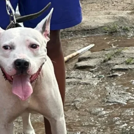 ATAQUE BRUTAL: PITBULL ENTRA EM SURTO E ATACA IDOSA EM MACEIÓ; ANIMAL MORREU