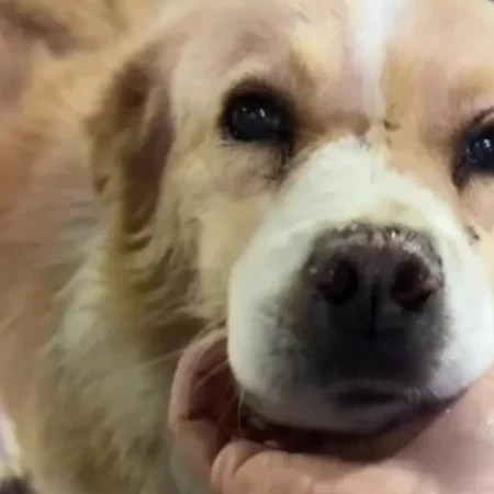 CACHORRO DE RUA SE EMOCIONA AO OUVIR QUE SERÁ LEVADO PARA CASA