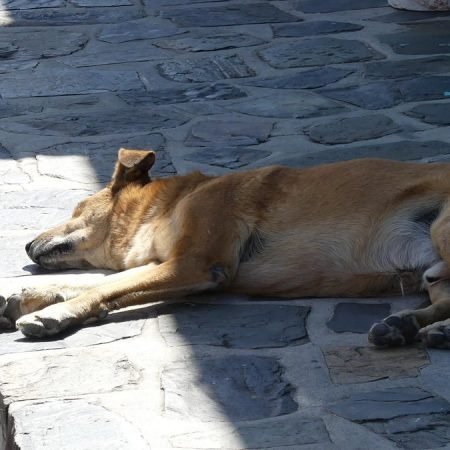 POLÍCIA INVESTIGA ATAQUE CONTRA CINCO CÃES EM SITUAÇÃO DE RUA