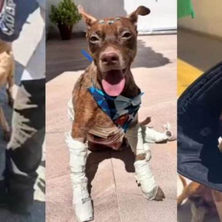 CACHORRO QUE FOI AMARRADO A CARRO E ARRASTADO RECEBE ALTA E GANHA LAR TEMPORÁRIO