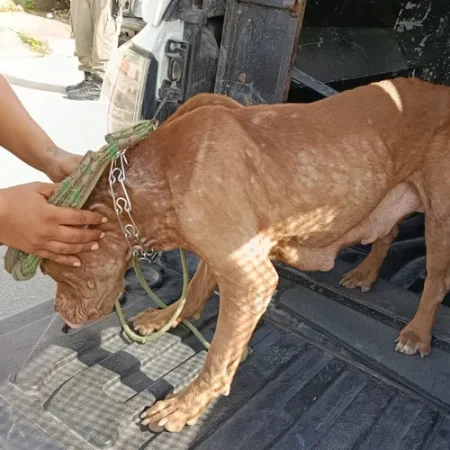 CADELA DA RAÇA PIT BULL E FILHOTES SÃO RESGATADOS APÓS DENÚNCIA DE MAUS-TRATOS