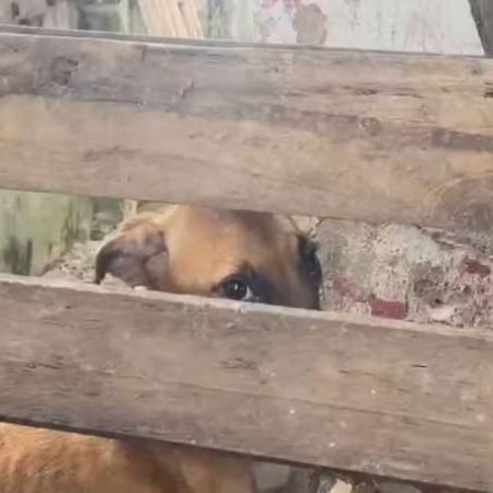 MULHER É PRESA EM FLAGRANTE EM CANIL IRREGULAR