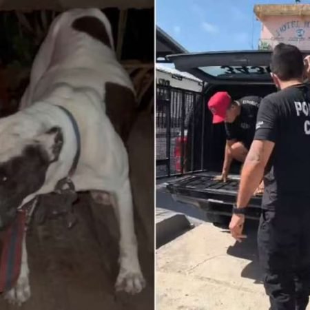 MAUS-TRATOS: HOMEM É PRESO SUSPEITO DE MANTER CACHORRO AMARRADO E EXPOSTO AO SOL