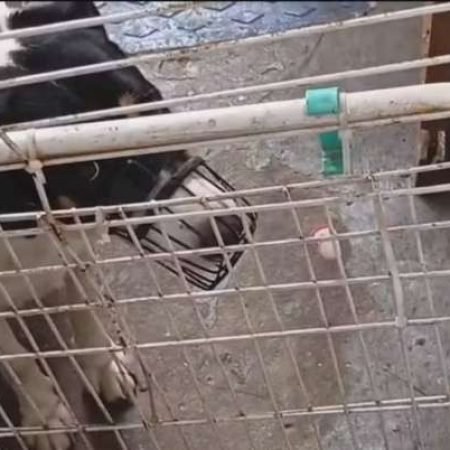 DONOS DE CRECHE PARA CÃES SÃO INDICIADOS POR MAUS-TRATOS APÓS DENÚNCIA DE EX-FUNCIONÁRIO
