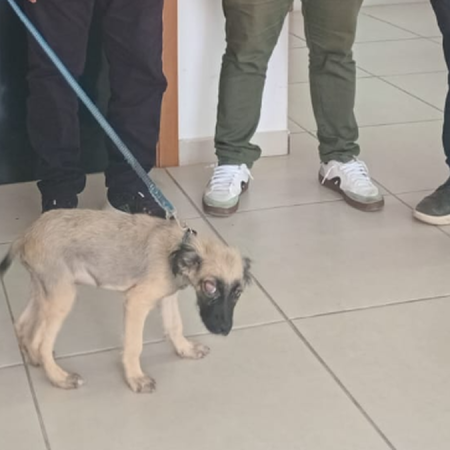 HOMEM É PRESO SUSPEITO DE FERIR OLHO DE CACHORRO E AMEAÇAR MORADORES