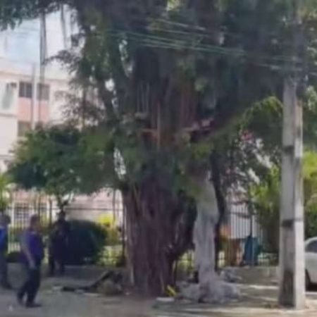 HOMEM EM SITUAÇÃO DE RUA MONTA CASA NA ÁRVORE E TEM ‘MORADIA’ RETIRADA