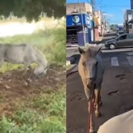 EMPRESÁRIO VIRALIZA AO SALVAR CAVALO QUE ESTAVA SENDO ATACADO POR MARIMBONDOS