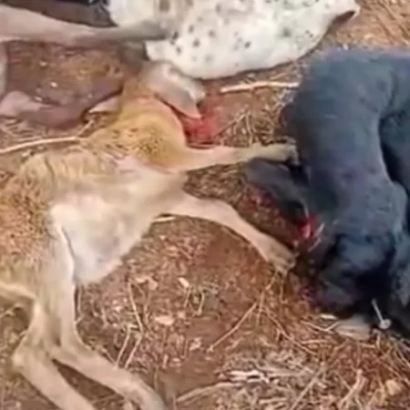 CHUPA-CABRA’ VOLTA A ATACAR EM IGACI E RASTRO DE DESTRUIÇÃO ASSUSTA CRIADORES