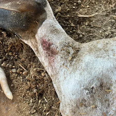 CHUPA-CABRA’ VOLTA A ATACAR REBANHO E MATAR OVELHAS NO AGRESTE DE ALAGOAS