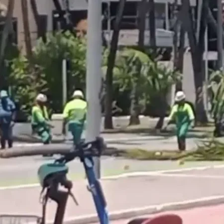 COQUEIRO CAI NA ORLA DA PONTA VERDE E INTERDITA AVENIDA