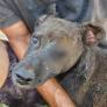 MULHER ATEIA FOGO EM BARRACO COM CACHORRO DENTRO NO DF