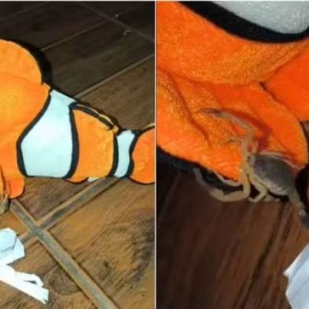 JOVEM É PICADA POR ESCORPIÃO ESCONDIDO EM BICHO DE PELÚCIA