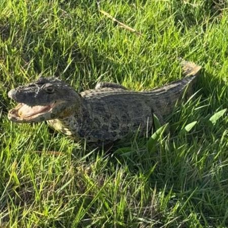 JACARÉ É CAPTURADO PELO CORPO DE BOMBEIROS PASSEANDO EM TERRENO