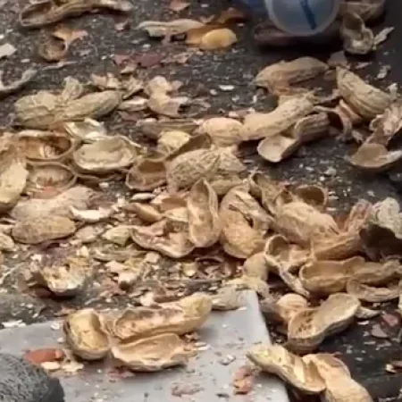 MÃO ASSUSTADORA SAI DE BURACO, ROUBA COMIDA E ASSUSTA TORCEDORES EM ESTÁDIO