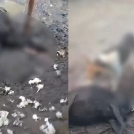 CHUPA-CABRA? OVELHAS SÃO ATACADAS E MORTAS DURANTE A MADRUGADA NA ZONA RURAL DE ATALAIA