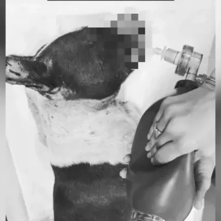 PIT-BULL ESFAQUEADA E JOGADA EM LIXÃO NÃO RESISTE E MORRE