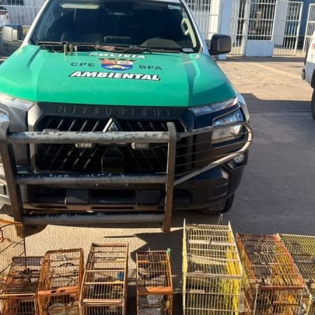 POLÍCIA APREENDE CENTENAS DE ANIMAIS SILVESTRES DURANTE OPERAÇÃO