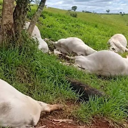RAIO ATINGE ÁRVORE E MATA 16 CABEÇAS DE GADO DURANTE TEMPORAL