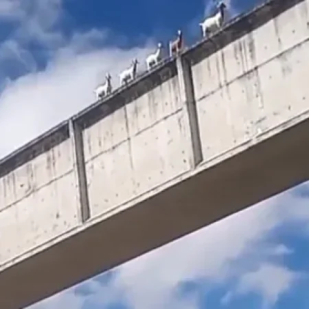 BODES CRUZAM TRECHO DO CANAL DO SERTÃO A CERCA DE 40 METROS DE ALTURA