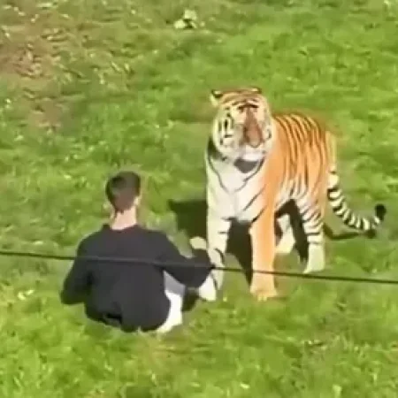 HOMEM MORRE APÓS INVADIR RECINTO DE TIGRES EM ZOOLÓGICO