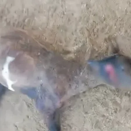 SUPOSTO ATAQUE DE ‘CHUPA-CABRA’ DEIXA 6 OVELHAS MORTAS EM PROPRIEDADE RURAL DE CRAÍBAS