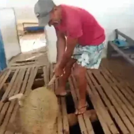 NOVO ATAQUE A ANIMAIS ASSUSTA MORADORES DA ZONA RURAL DE IGACI
