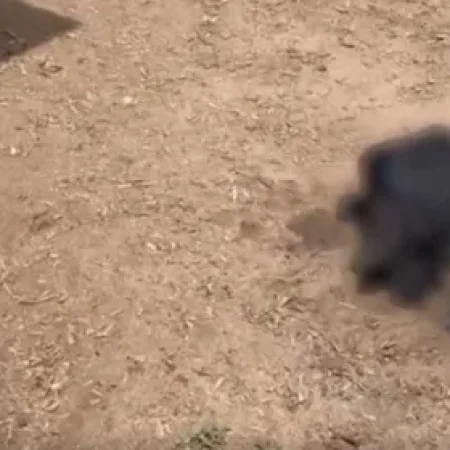 ATAQUE A OVELHAS: MORADOR DIZ QUE FICOU FRENTE A FRENTE COM “CHUPA-CABRA” EM CRAÍBAS